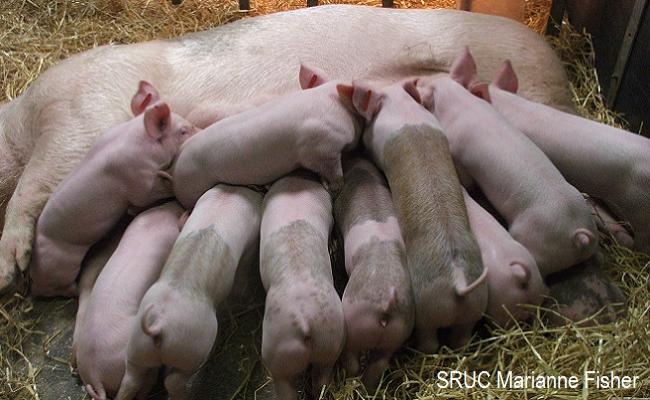 SRUC Marianne Fisher piglets2